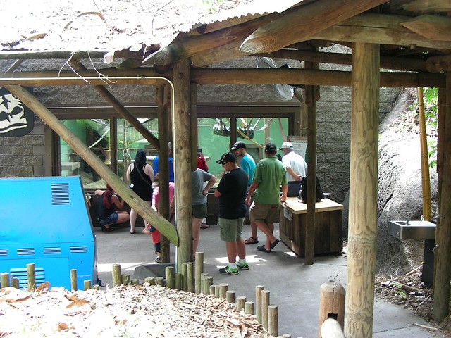Knoxville Gorillas 001: Enclosure