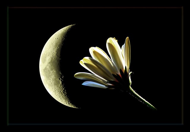 moon and flower