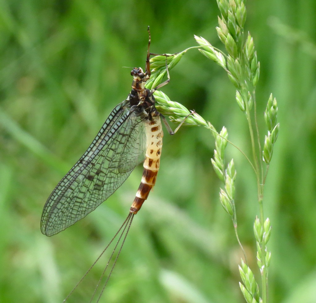 Green Drake Mayfly, Ephemera danica.070613 | Found in moth t… | Flickr