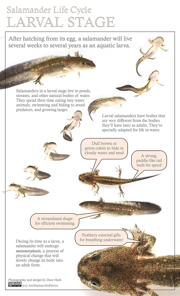 Salamander Larva Fact Sheet | Here is a simple fact sheet I … | Flickr