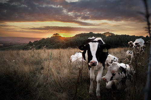 sunset field grass cow kent hill northdowns hdr ruminant detling thurnham d7000