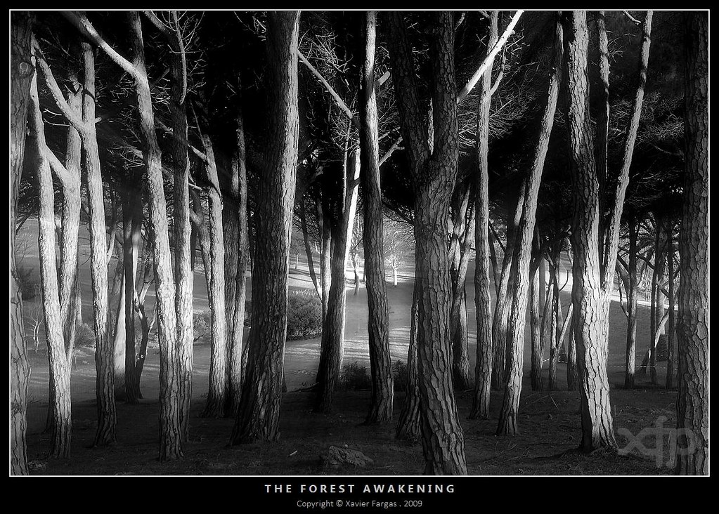the forest awakening
