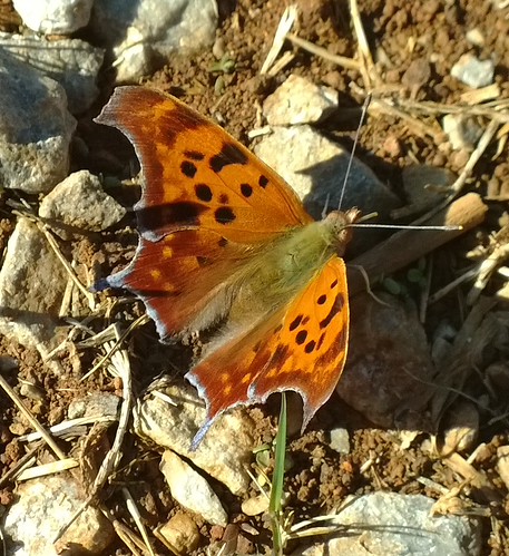 Question Mark Butterfly - Polygonia interrogationis | by T Martin2010