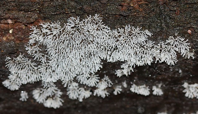 Coral Slime Mold (Ceratiomyxa fruticulosa)