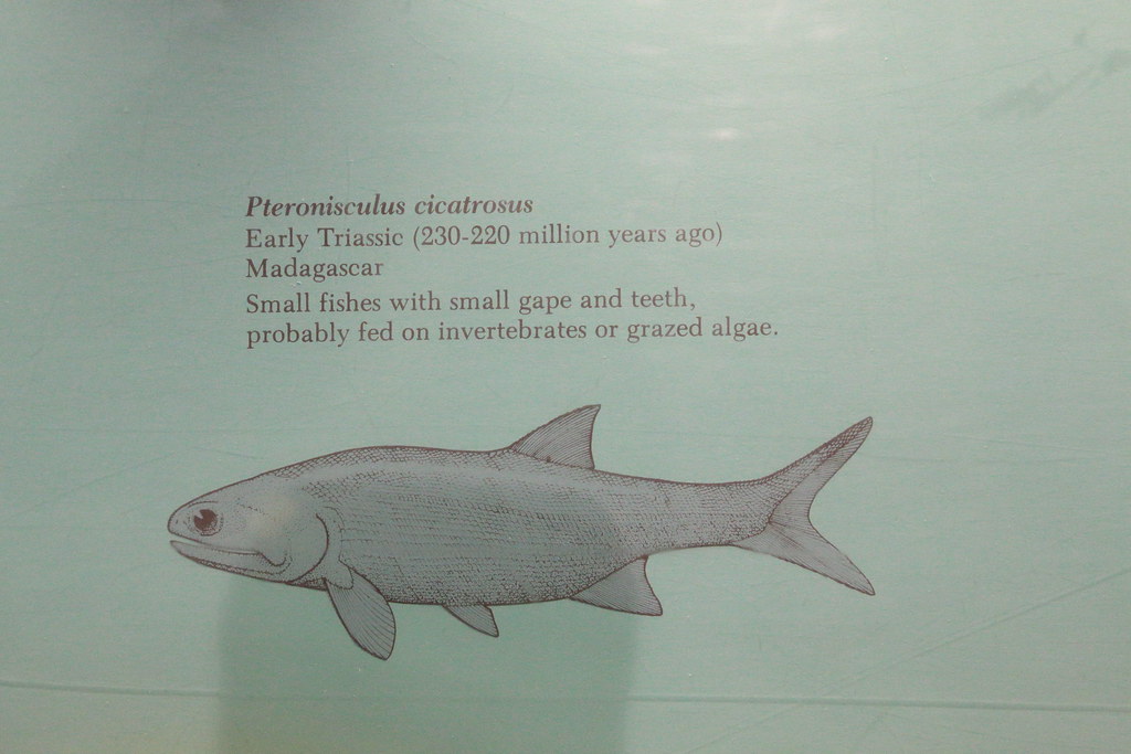 IMG_1644 | Smithsonian Museum of Natural History Ancient Sea… | Flickr