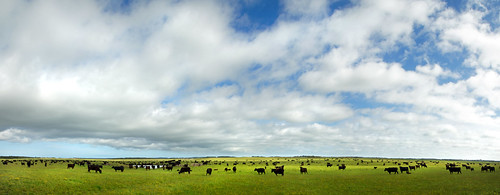 australia tasmania kingisland cow beef cattle bassstrait farm sonyslta77v russellscottimages