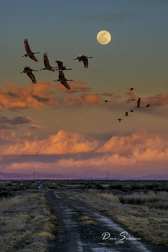 road sky moon beautiful clouds reeds flying weeds colorado colorful dusk g wildlife sony full cranes dirt sandhill refuge montevista