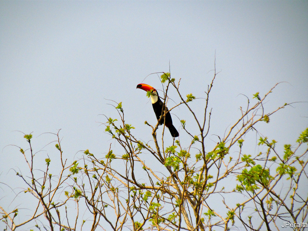 pantanalmonumental-319 | Pantanal Monumental | Flickr