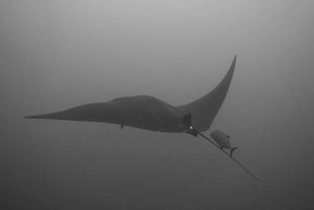 Giant oceanic manta ray (Manta birostris)