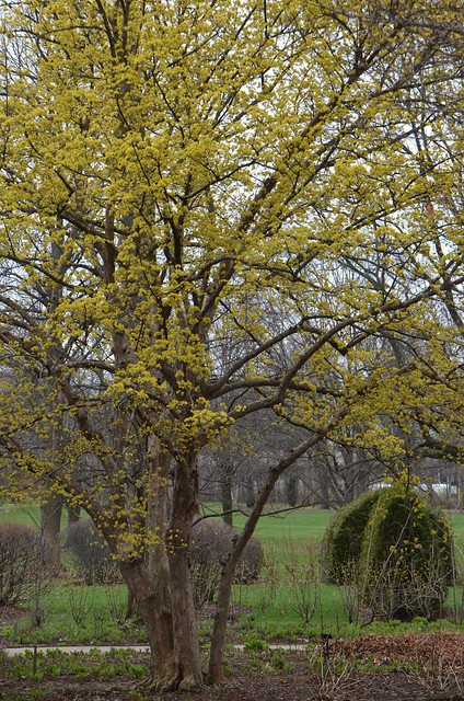 Cornelian Cherry Dogwood Blossoms, Morton Arboretum, April 2, 2017 37 full
