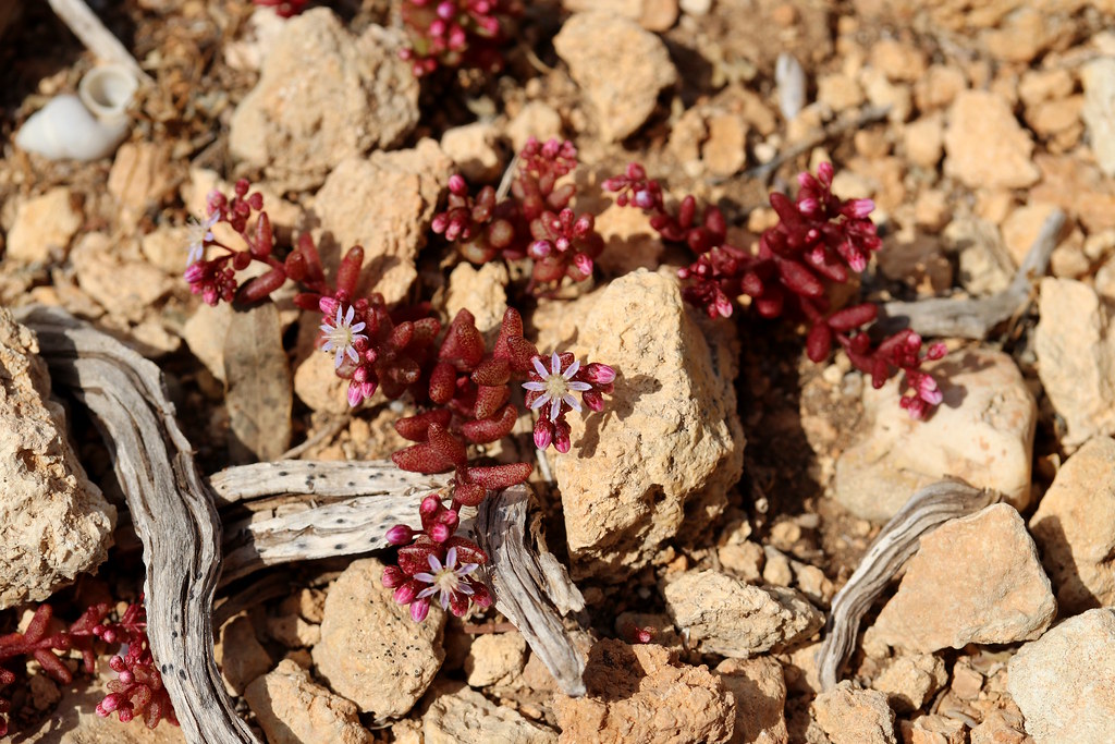 Azure Stonecrop (Sedum caeruleum) - Crassulaceae - Foresta 2000, Malta (Malta) (2)