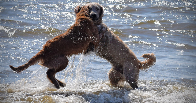 Dog's Playing in the Water