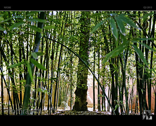 light gardens magic samsung bamboo morocco majorelle marrakesh csc tomraven aravenimage nx300 imagelogger q22013