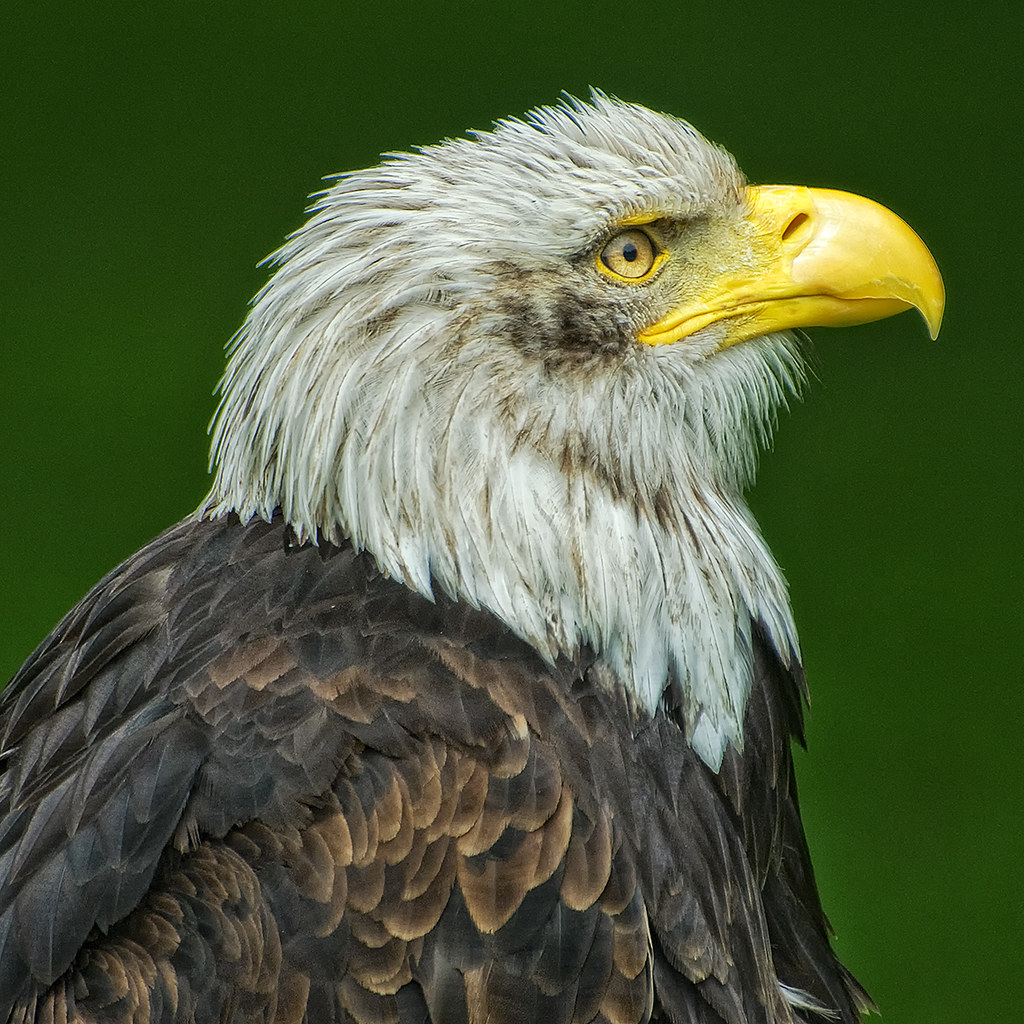 Weißkopfadler / Bald Eagle
