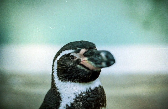 Humbolt Penguin - Cotswold Wildlife Park