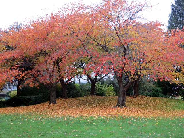 Cherry tree autumn grove