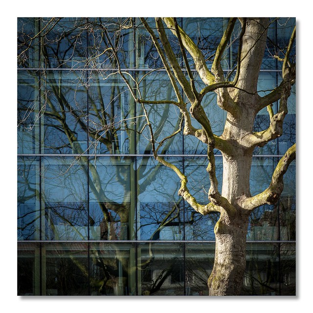 Reflets Architectur'arbres