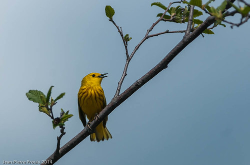 Paruline jaune - Yellow Warbler.jpg | by J.P.Proulx