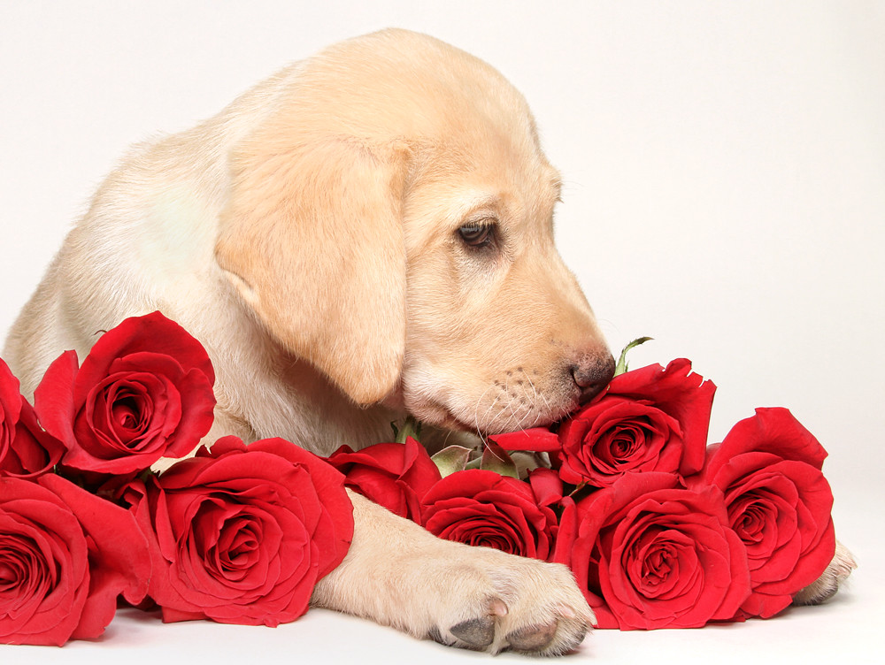 Puppy Smelling The Roses | Just going through some older pic… | Flickr