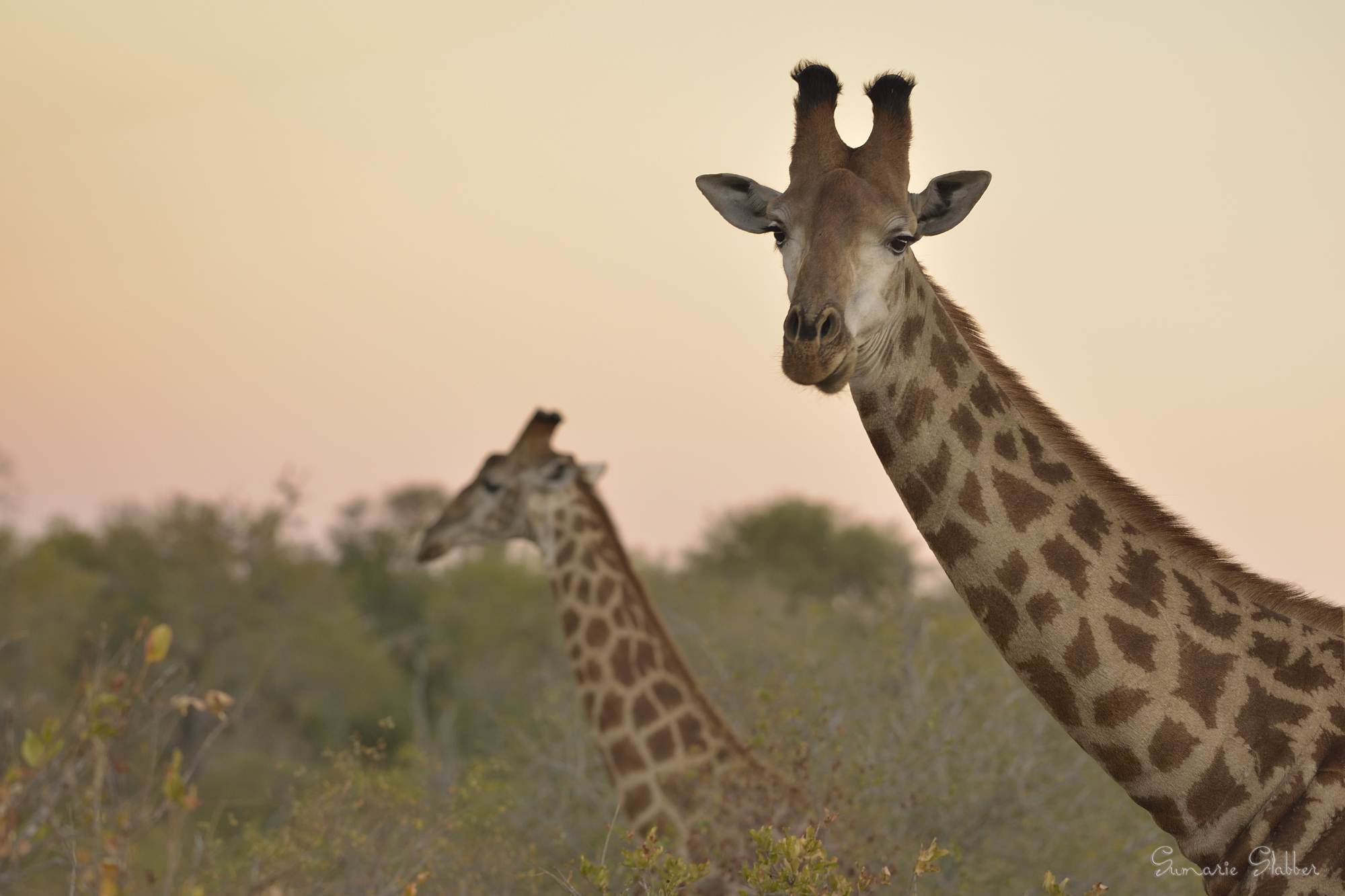 Sunset giraffes