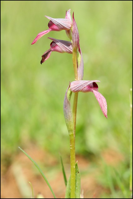 Orchidée Sérapias langue (Serapias lingua)