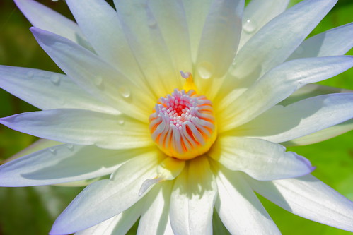white lotus | by ariefmhasan