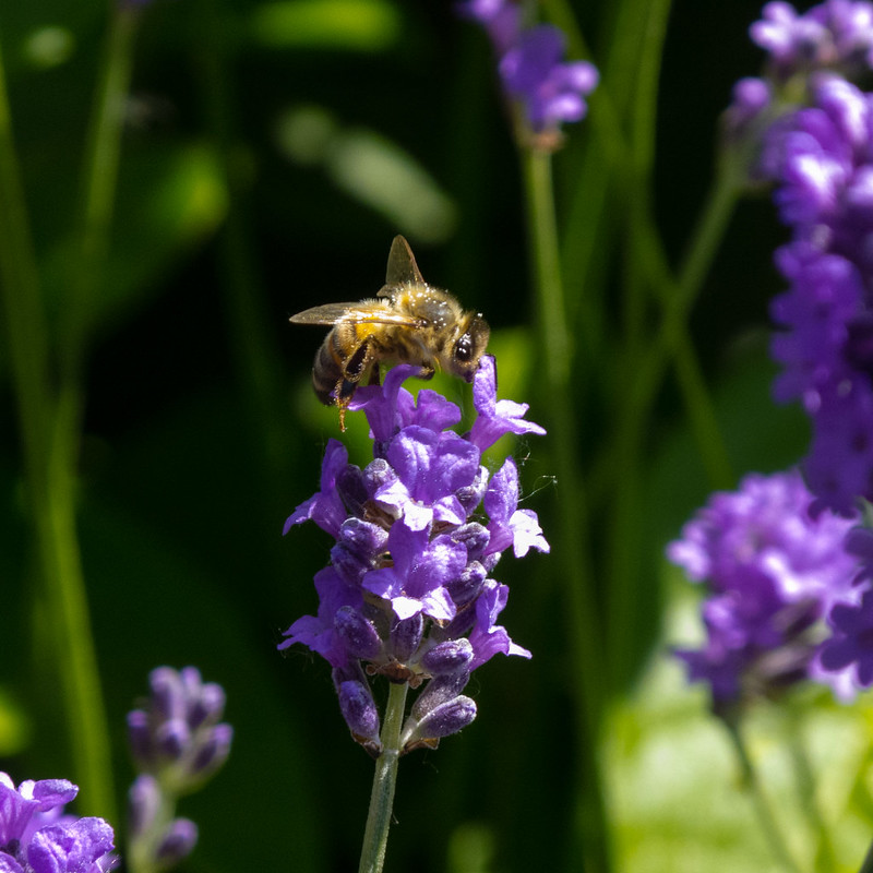 Bee on a lavender flower