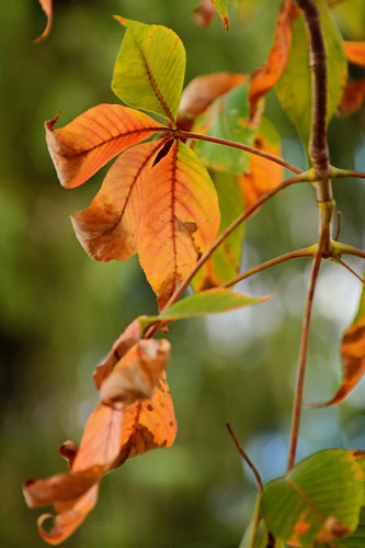 Signs of Fall | by dks10