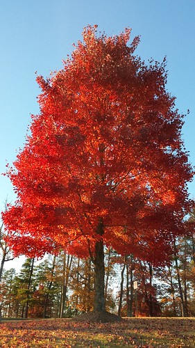 blue red sky fallfoliage flame acer flaming sapindaceae flickrandroidapp:filter=none