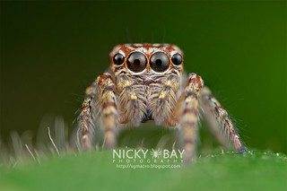 Jumping Spider (Anarrhotus sp.) - ESC_0365