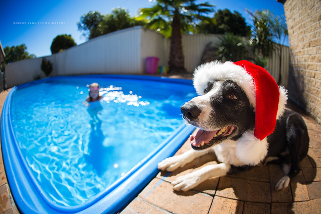 An Australian Merry Christmas around the swimming pool