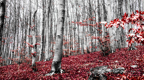 trees red white nature forest germany landscape bayern deutschland bavaria natur landschaft wald baum woodnature