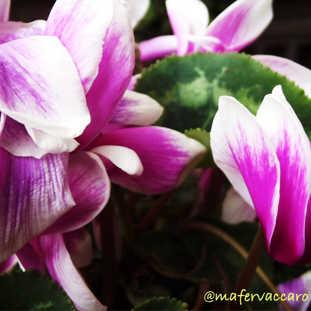 Violeta de persia / Cyclamen persicum | Maria Fernanda Vaccaro Fernandez |  Flickr