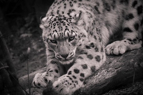 Snow Leopard | by phdlou