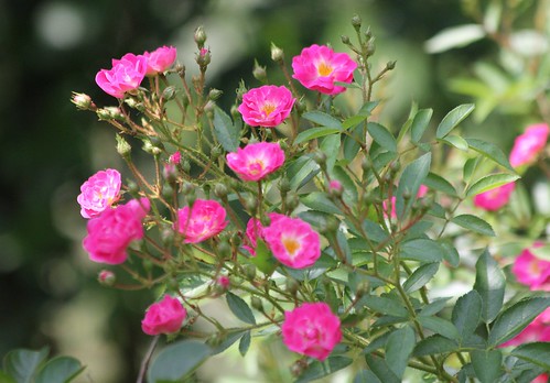 pink plant flower rose garden marthasvinyradrose
