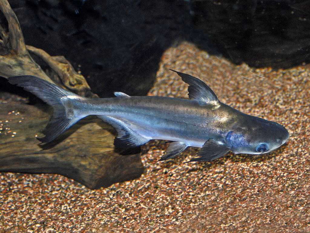 Paroon Pangasiidae - Pangasius sanitwongsei | Ettore Balocchi | Flickr