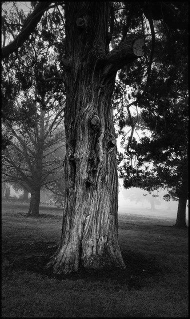 Foggy_Tree