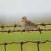 Flickr photo 'Grasshopper Sparrow, Virginia' by: Dave Govoni.