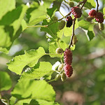Mulberry fruits in Shanshan (Piqan) County　ルクチュン、赤い桑の実