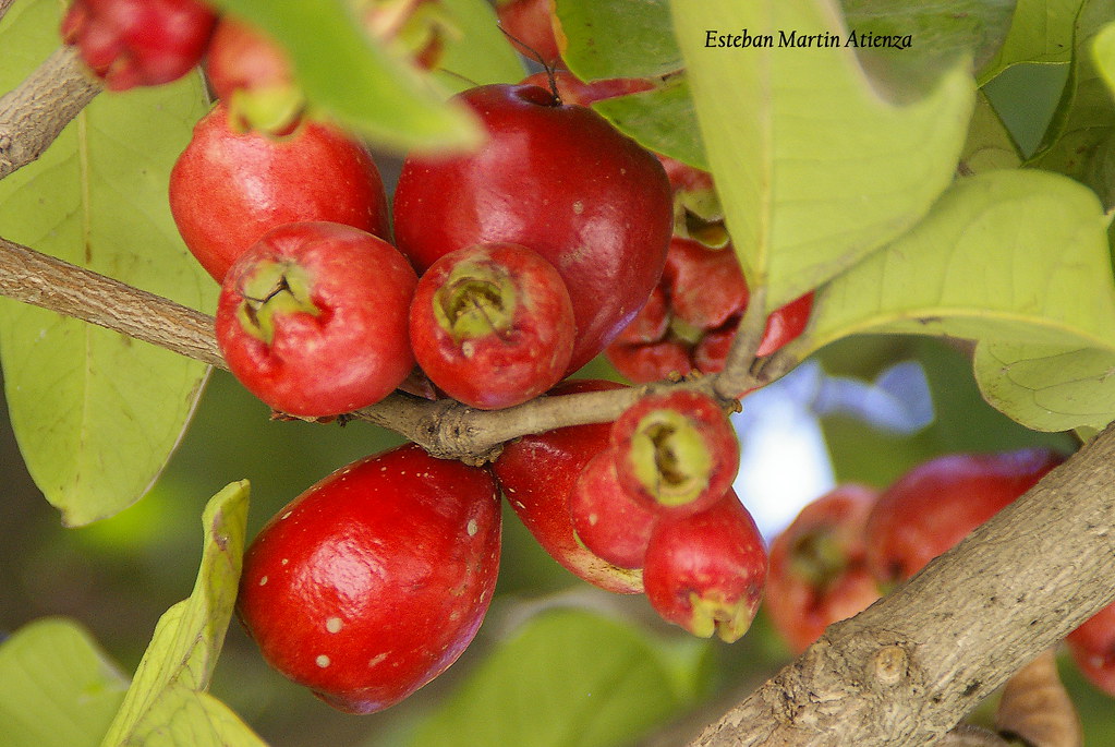 Nombrar embarazada Arashigaoka Frutos tropicales ( PUMA ROSA ) | Antes de continuar con las… | Flickr