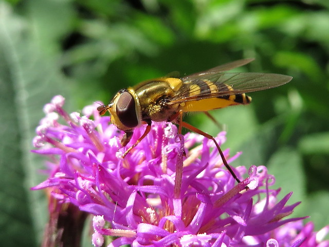 Hoverfly Feeding on Ironweed Flowers Macro taken with a Canon SX280 HS IMG_6064