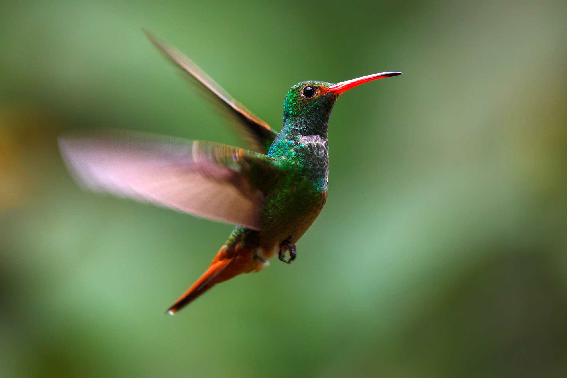 Rufous-tailed Hummingbird - Ecuador