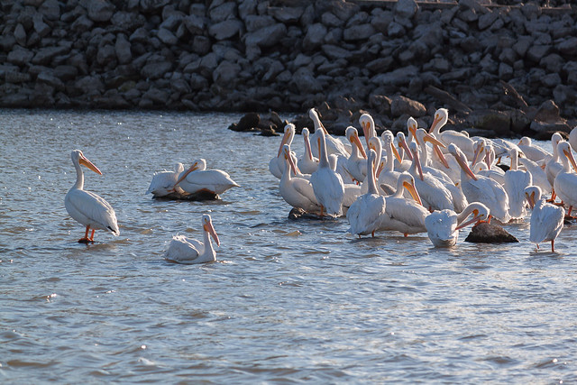 Pelicans at Pella (5)