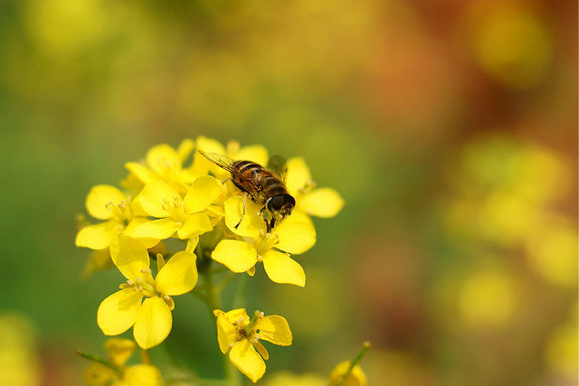 Flowers and Hover Fly