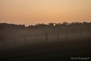 Hallertau in the morning mist X