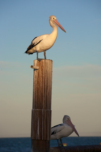 australia island kangaroo kingscote pelican massimilianogrossi canon5d landscape seaside canoneos5d eos5d canon5dmki massimilianogrossiphotography