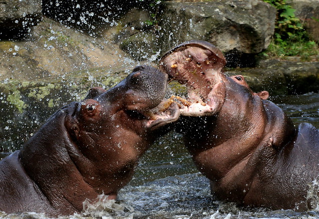 Hell-raising Hippos [eXPLoReD]