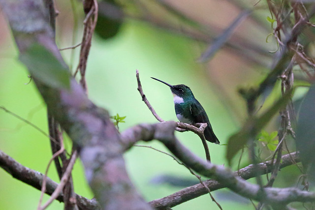 White-throated Hummingbird, Theodoro Trail, Brazil