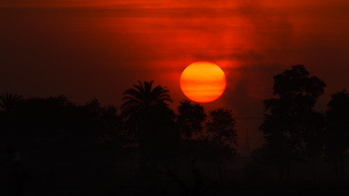 trees pakistan sunset sun silhouette punjab sunsetlight sunsettime sadiqabad canonef400mmf56lusm canoneos1dmarkiv awaismustafa awaism