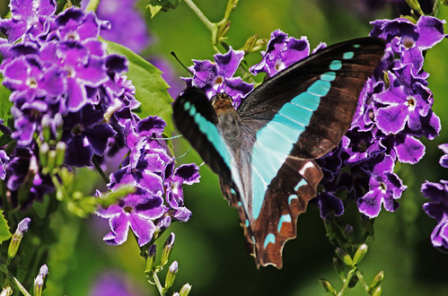 butterfly topview geishagirl purple blue goodna ipswich queensland australia yard garden